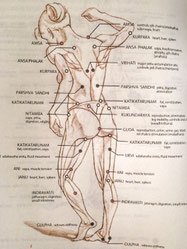 Anatomische tekening met de marmapunten